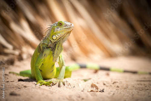 Iguana green on beach