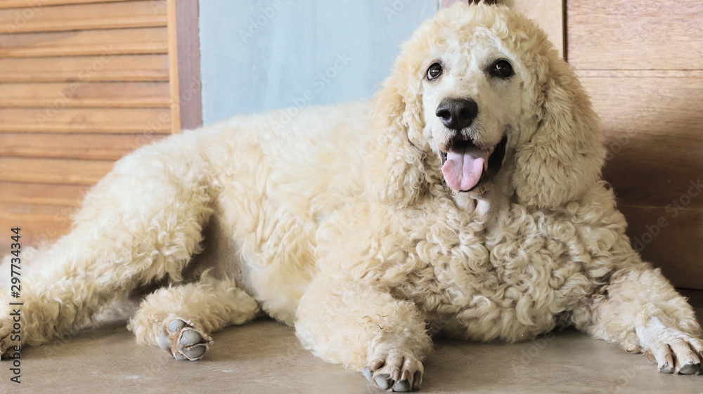 Half poodle half  golden retirever , doodle dog lying down on the floor in front of the door