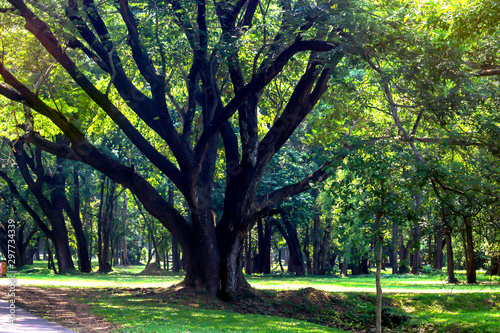 Fototapeta Naklejka Na Ścianę i Meble -  Big tree in park with green life background