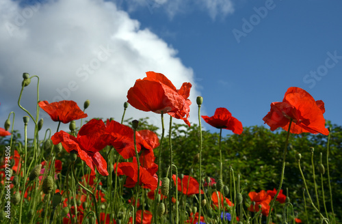 Beautiful field of wild flowers including poppies and corn flowers.