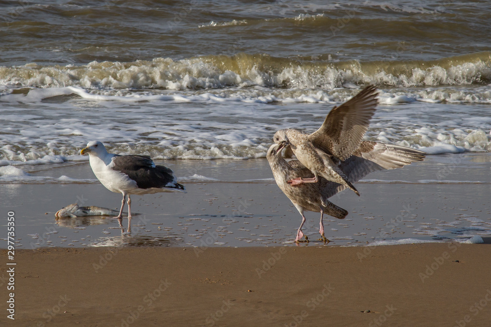 three seagulls and a dead fish on the beach of the North Sea