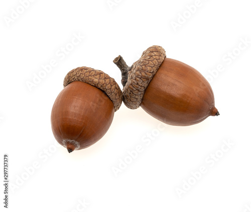 Two acorns on a white background