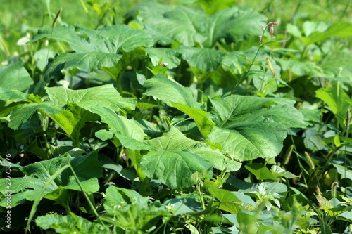 Densely planted large dark green thick pumpkin plant leaves in local urban garden on warm sunny summer day