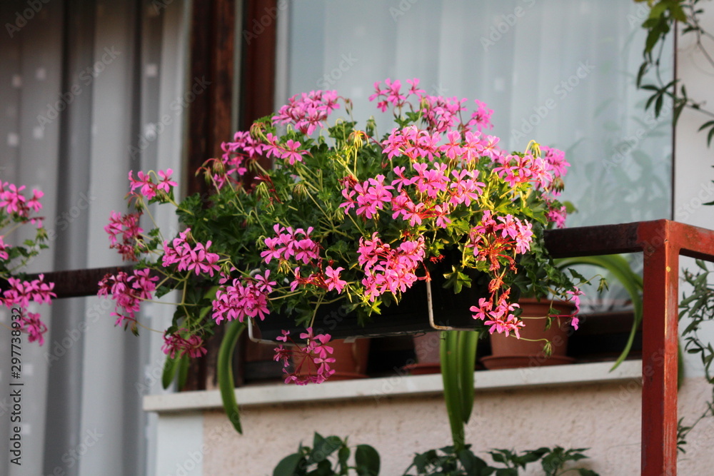 Flower pot filled with densely planted light pink Pelargonium flowers on side of metal balcony fence of family house surrounded with other plants and flowers on warm sunny summer day