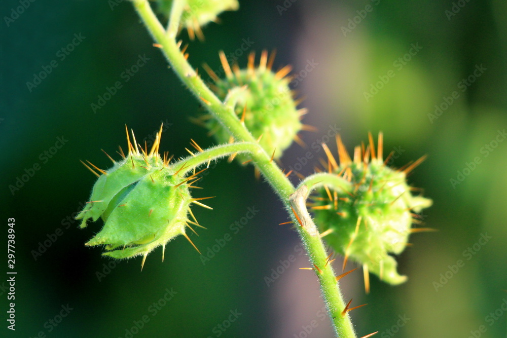 Fruits of Litchi tomato or Solanum sisymbriifolium or Vila-vila or Sticky nightshade or Red buffalo-bur or Fire-and-ice plant or Morelle de Balbis plant in cracked spiny green husks planted in local u Fruits of Litchi tomato or Solanum sisymbriifolium or Vila-vila or Sticky nightshade or Red buffalo-bur or Fire-and-ice plant or Morelle de Balbis plant in cracked spiny green husks planted in local u