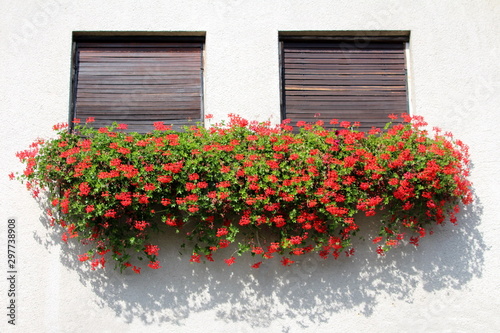Family house windows with closed old dilapidated window blinds and densely planted Pelargonium bright red flowers growing from flower pots on white facade on warm sunny summer day © hecos