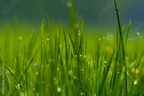 Dew drops in grass
