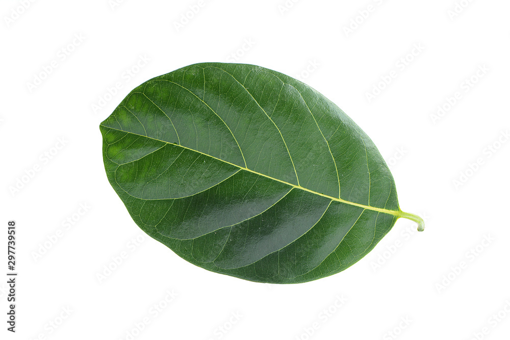 Obraz premium Green jackfruit leaf isolated on white background, wiht clip path.