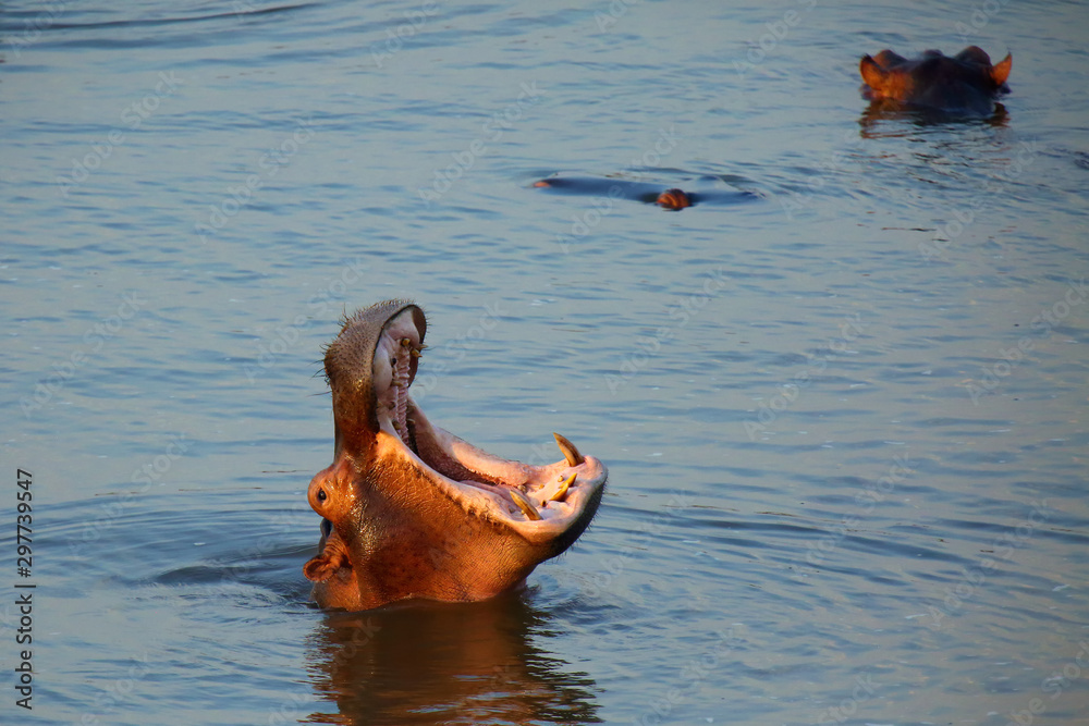Fototapeta premium The common hippopotamus (Hippopotamus amphibius) or hippo is warning by open jaws and swimming in the middle of lake in beautiful evening light