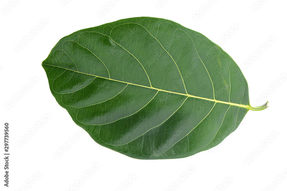 Green jackfruit leaf isolated on white background. Green jackfruit leaf isolated on white background.