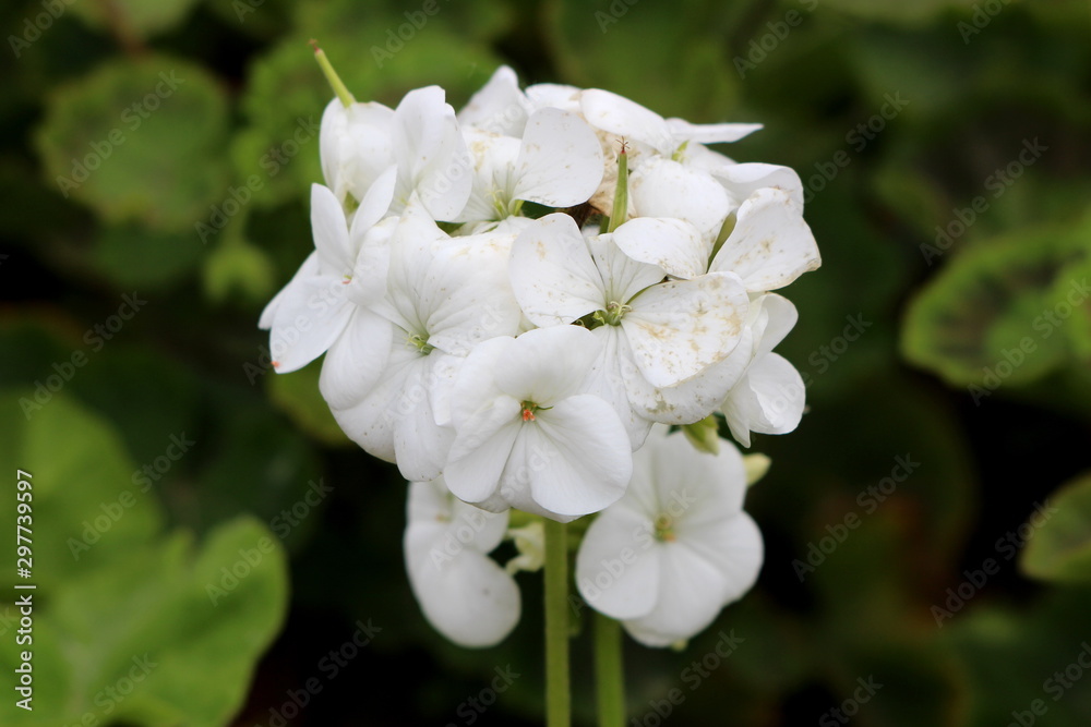 Pelargonium Geranium plant with bunch of white blooming flowers surrounded with green leaves in local urban garden on warm sunny summer day Pelargonium Geranium plant with bunch of white blooming flowers surrounded with green leaves in local urban garden on warm sunny summer day