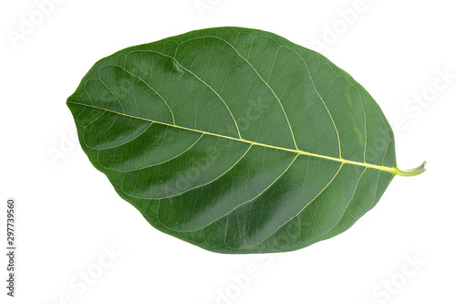 Green jackfruit leaf isolated on white background.