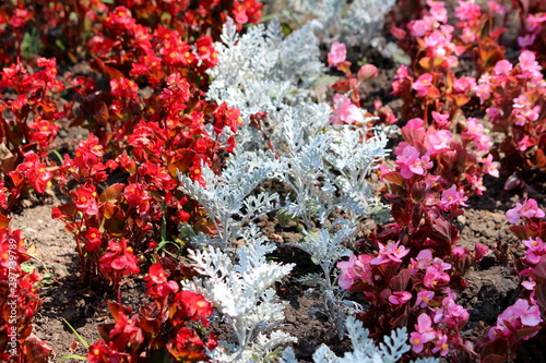 Rows of red and pink Begonia flowers planted around Silver Dust Dusty Miller or Senecio cineraria Silver Dust plants with silver gray deeply lobed fuzzy foliage planted in local park on warm sunny sum