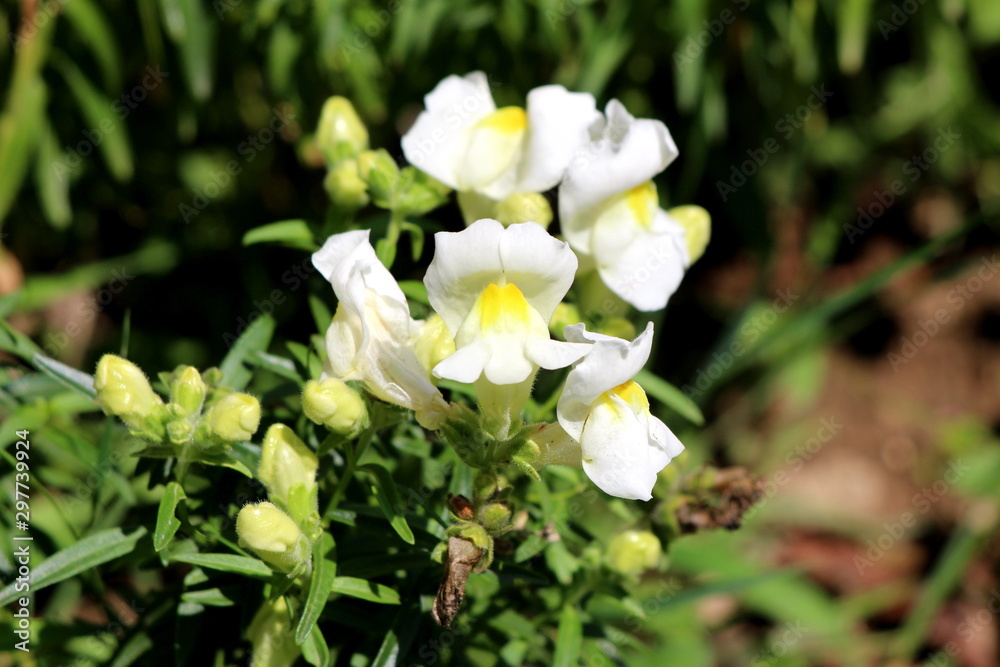 Small bunch of Common snapdragon or Antirrhinum majus herbaceous perennial plants with small flower buds and fully open blooming white flowers surrounded with green leaves and other plants in local ur Small bunch of Common snapdragon or Antirrhinum majus herbaceous perennial plants with small flower buds and fully open blooming white flowers surrounded with green leaves and other plants in local ur