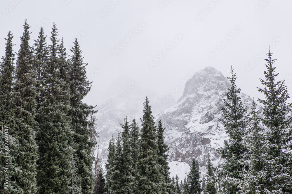winter mountain landscape with pine trees