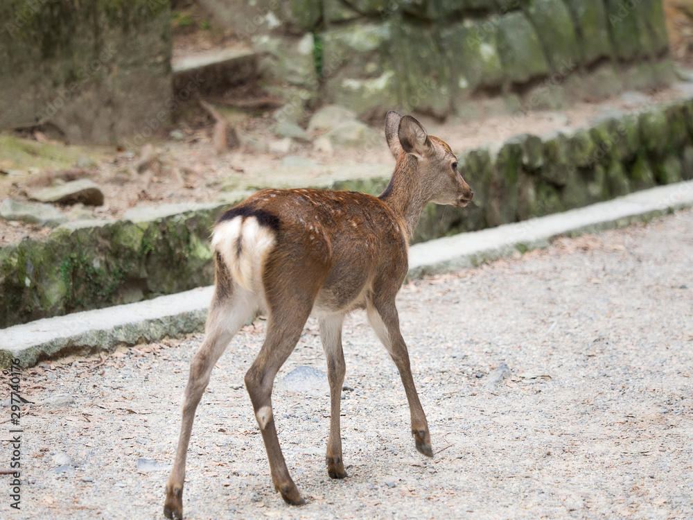 Fototapeta premium 鹿