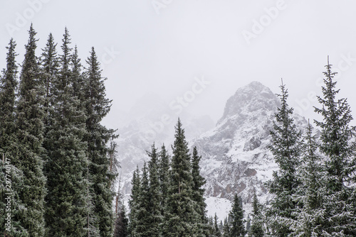 winter mountain landscape with pine trees