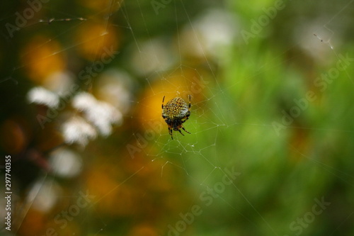 Spider on the net