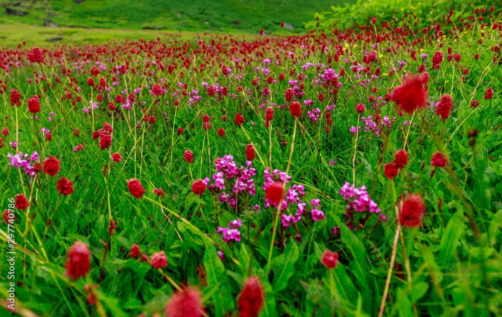 beautiful Mandini valley of flowers in monsoon in Garhwal, Uttarakhand, India