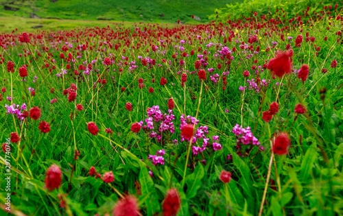 Schilderij op canvas beautiful Mandini valley of flowers in monsoon in Garhwal, Uttarakhand, India