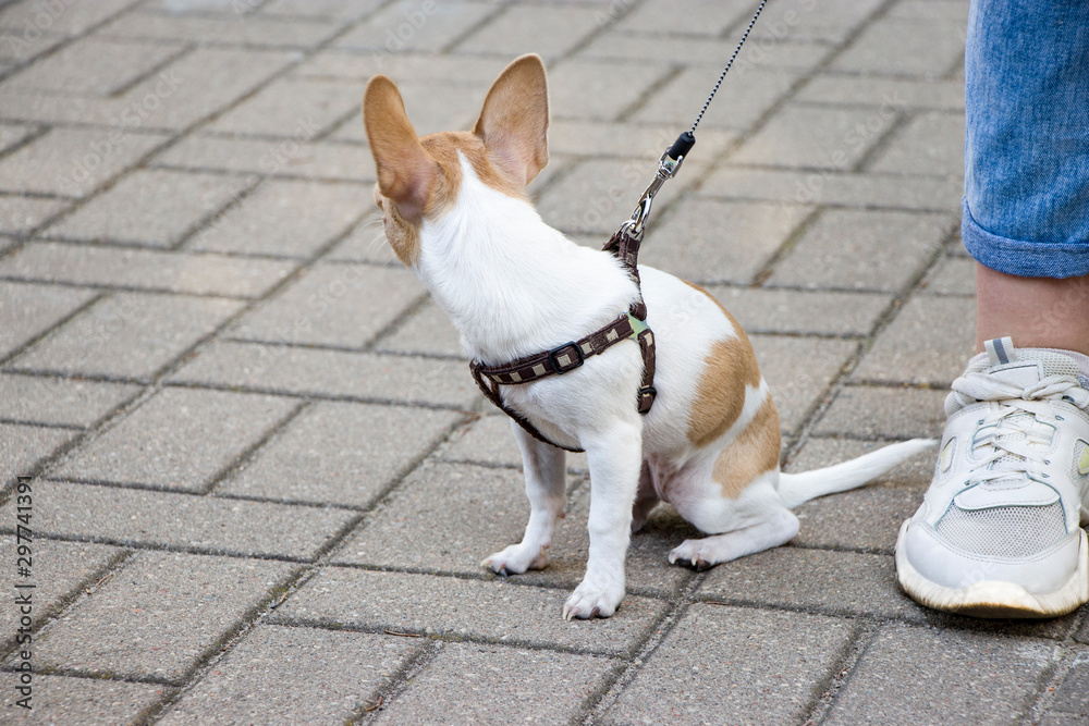 Chihuahua. Dog on a walk. Cute doggie. Trusted friend.