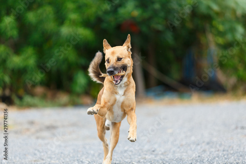 Thai local dog playing and running on rock floor.