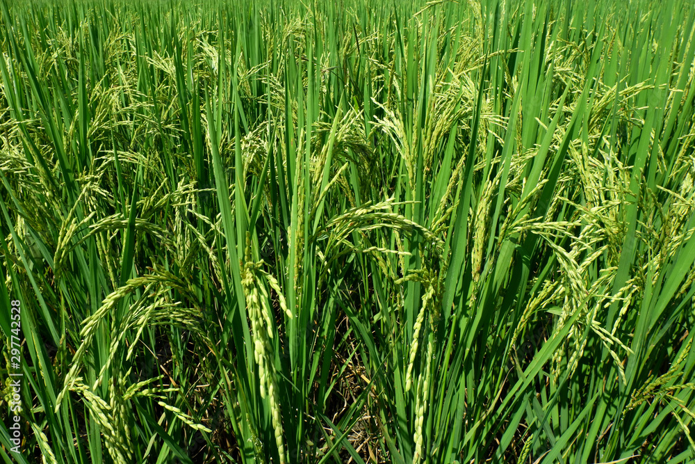 Rice plants on paddy field in Thailand. Rice plants on paddy field in Thailand.