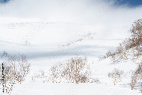 snow white mountain, back country, japan