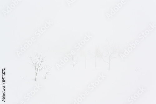 snow white mountain, back country, japan