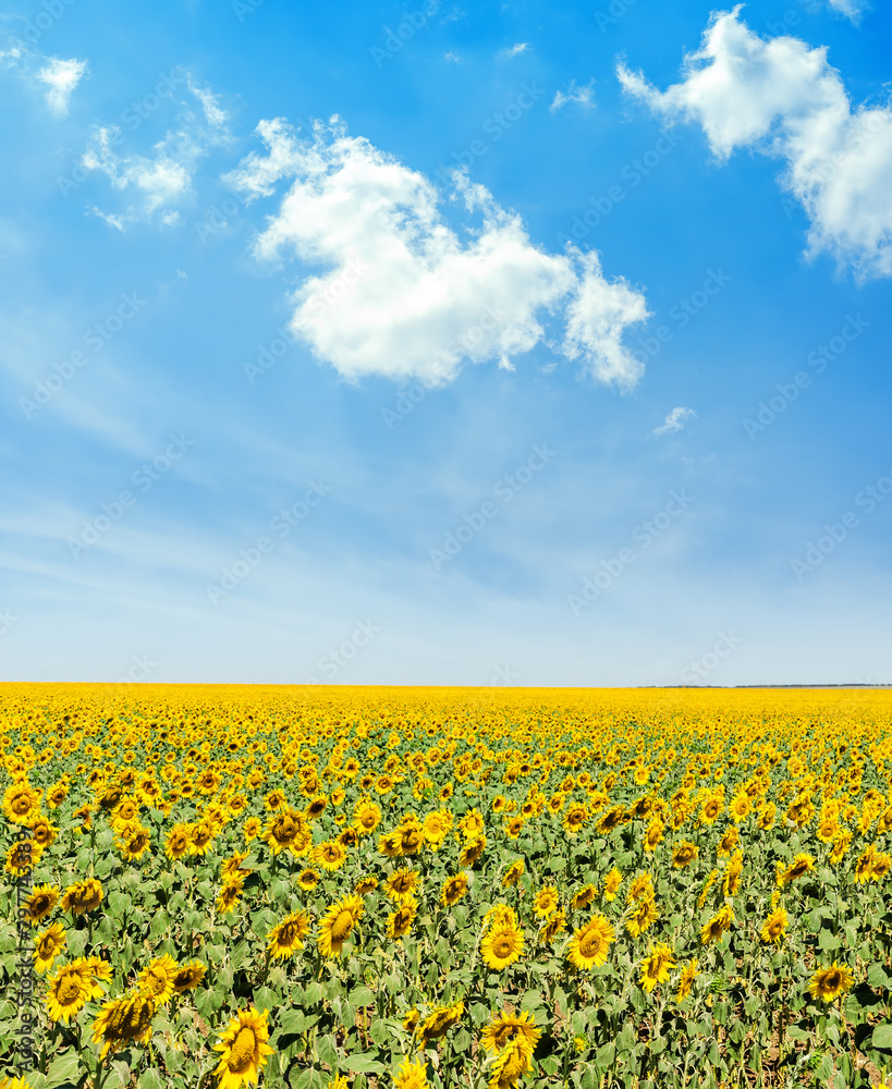 flowering agriculture field with sunflowers and white clouds in blue sky
