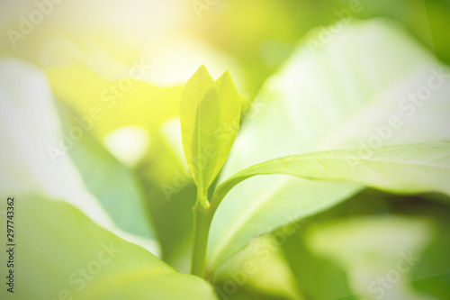 close up fresh green leaf on blurred greenery background wiht sun shine in garden  natural plants and ecology wallpaper