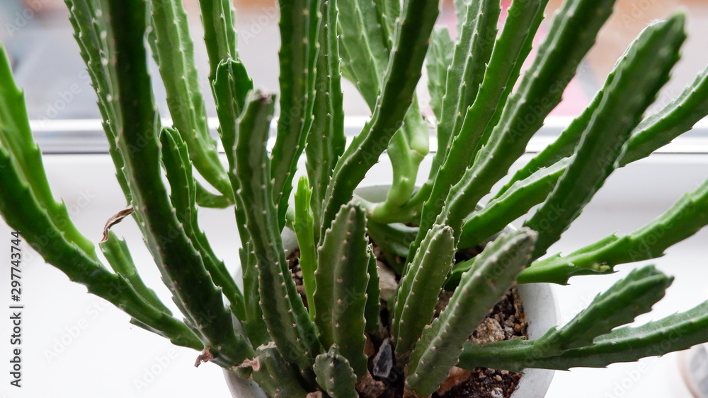 cactus in pot cactus in pot