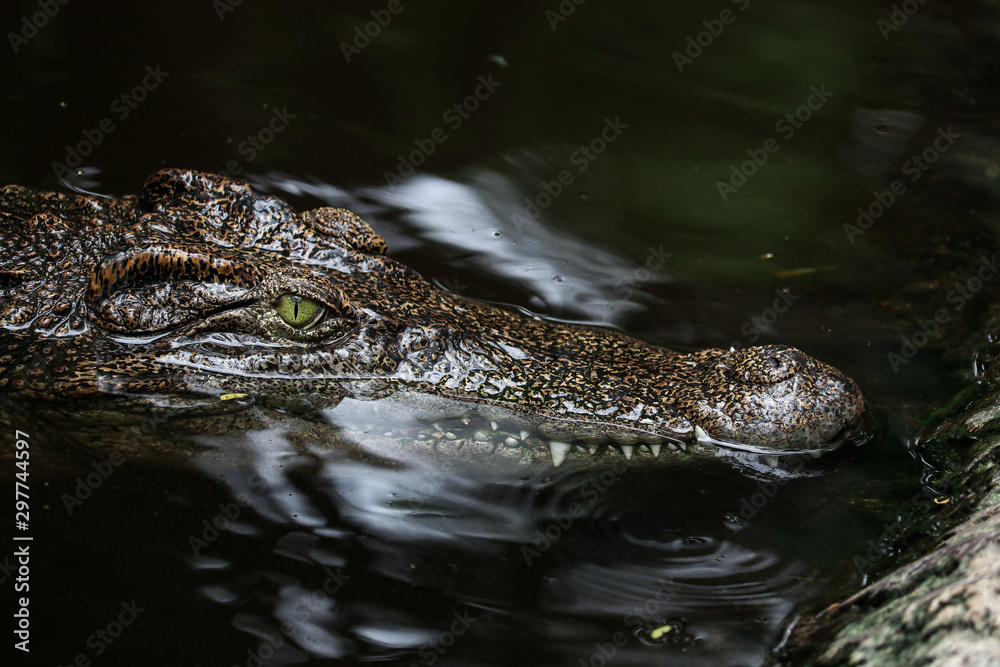 Obraz premium crocodile in water