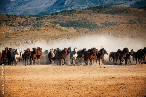 wild horses running in the plain