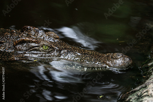 crocodile in water