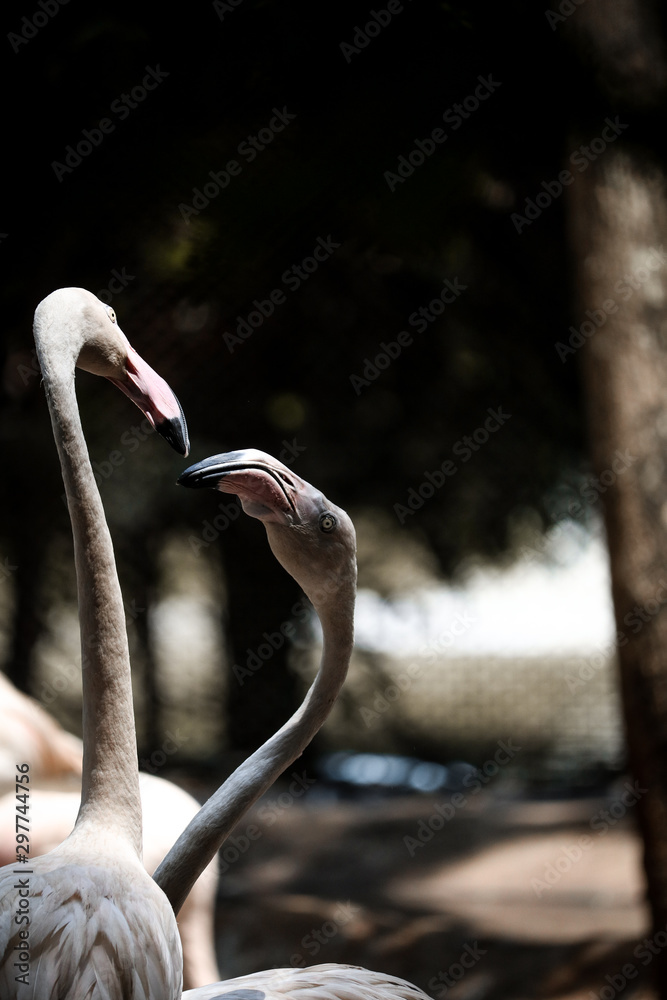 Fototapeta premium flamingo in zoo