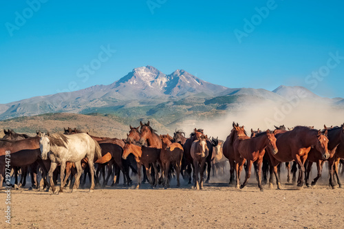wild horses running in the plain
