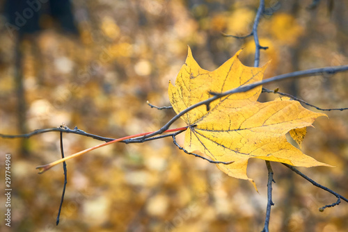 autumn leaf bright colors background