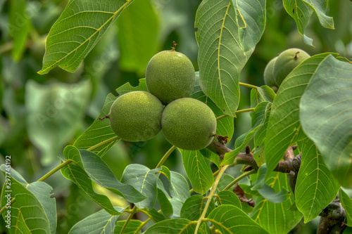 fresh ripe walnuts on tree