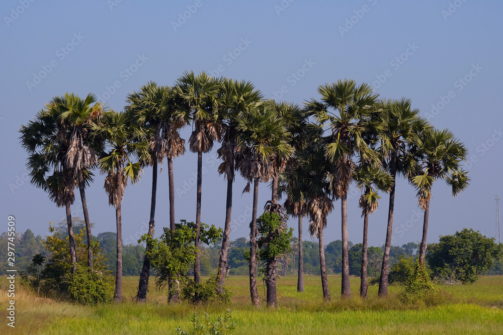 Sugar palm have more at the rice field in Thailand, The people plant for food. Sugar palm have more at the rice field in Thailand, The people plant for food.