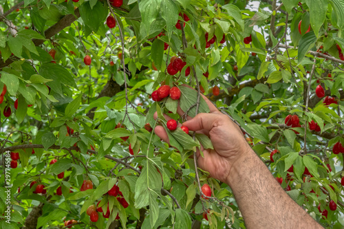 cranberry fruit on tree branch