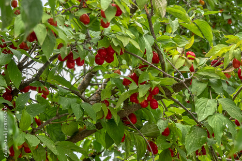 cranberry fruit on tree branch