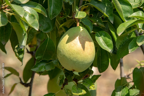 fresh ripe pears on tree