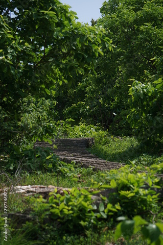 Steps in greenary