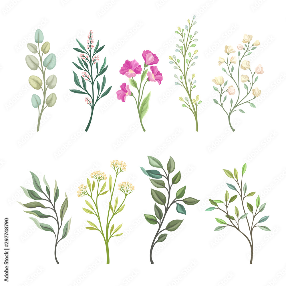Set of branches of field plants. Vector illustration on a white background.