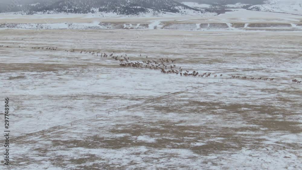 AERIAL: Wild deer jump over a fence in the middle of snowy grassfield in Montana. Spectacular aerial view of a herd of elk running across the snow covered landscape in rural part of the United States. AERIAL: Wild deer jump over a fence in the middle of snowy grassfield in Montana. Spectacular aerial view of a herd of elk running across the snow covered landscape in rural part of the United States.