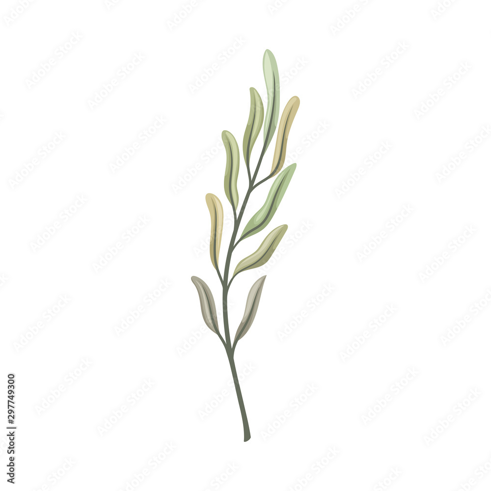 Long curved leaves on the stem. Vector illustration on a white background.