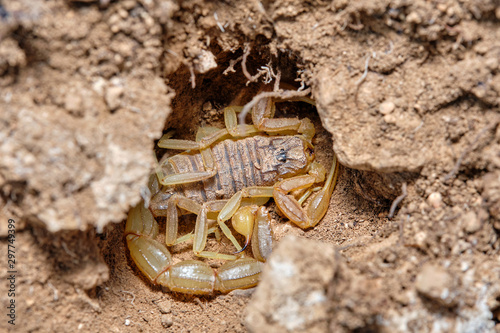 A yellow scorpion  Buthus occitanus. Natural enviroment. Granada  Spain. Macro photography