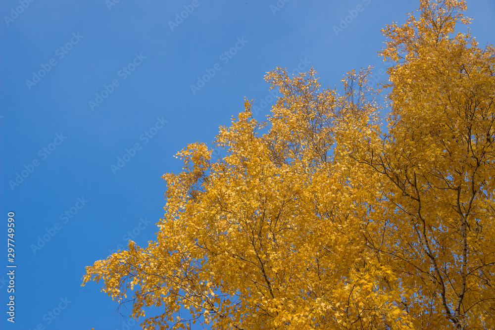 Autumn yellow leaves on branches