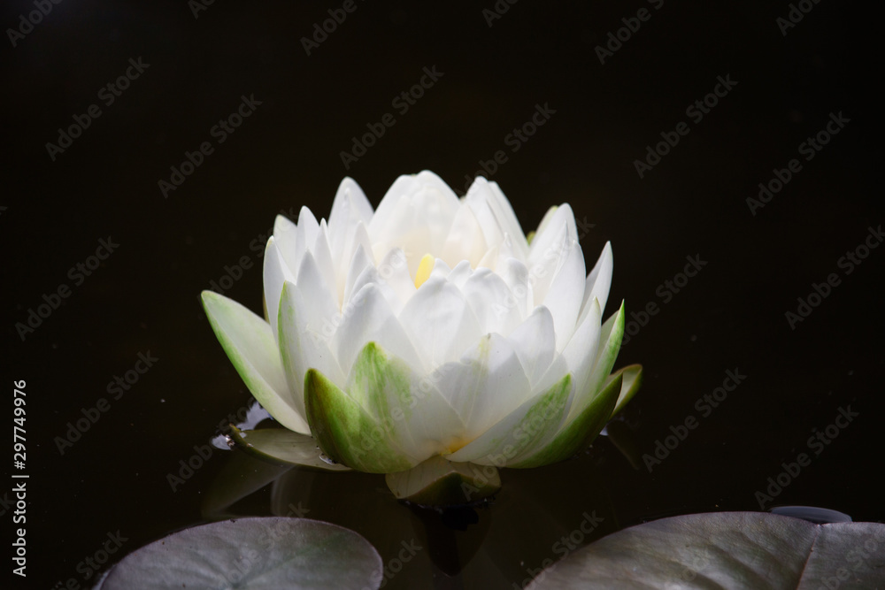 White Water Lily floating in a pond with a dark,  artistic background. Nymphaeaceae /ˌnɪmfiːˈeɪsiː/ is a family of flowering plants, commonly called water lilies.   - obrazy, fototapety, plakaty 